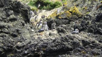 Pinguine auf Chiloé