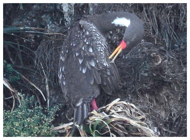 Pato Lile, Cormorán de patas coloradas, Rotfußkormoran