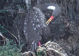 Phalacrocorax gaimardi