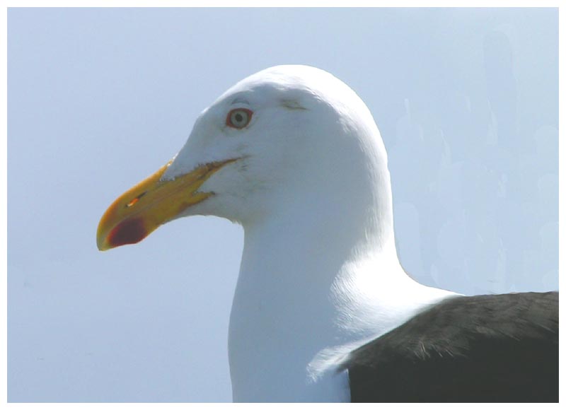 Dominikanermöwe, Gaviota dominicana, Larus dominicanus