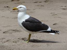 Larus Dominicanus