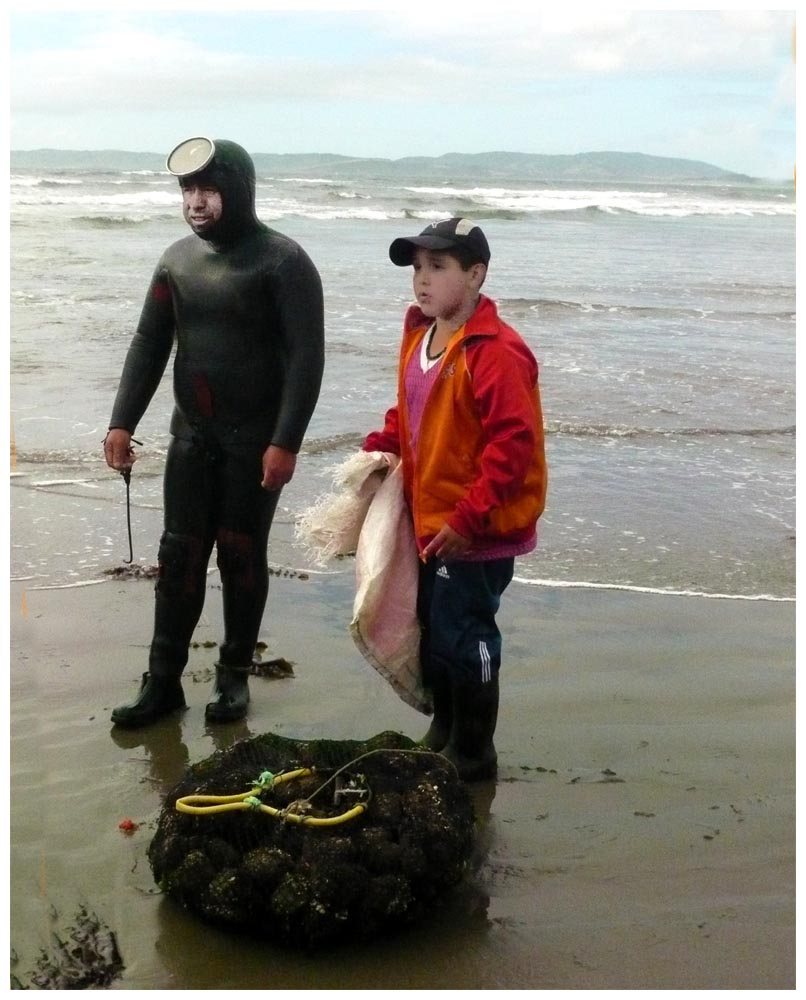 Piuretaucher auf Chiloé