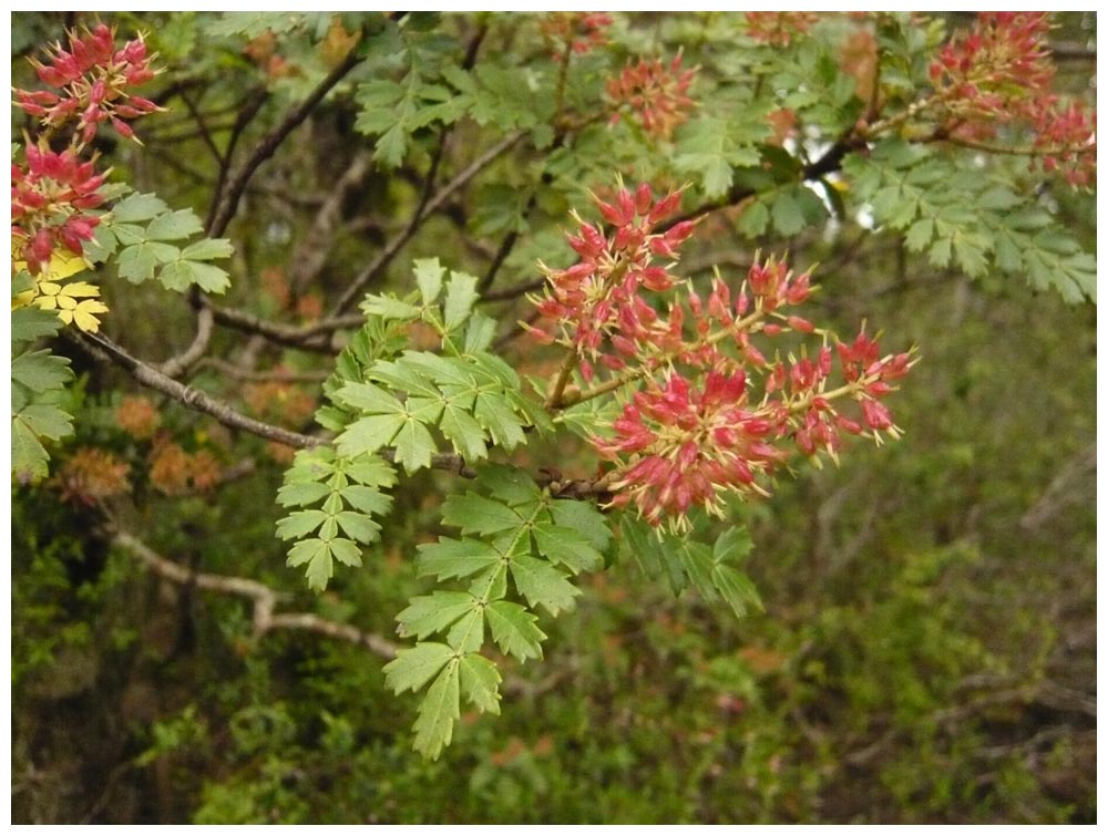 Tineo, Palo Santo, Weinmannia trichosperma