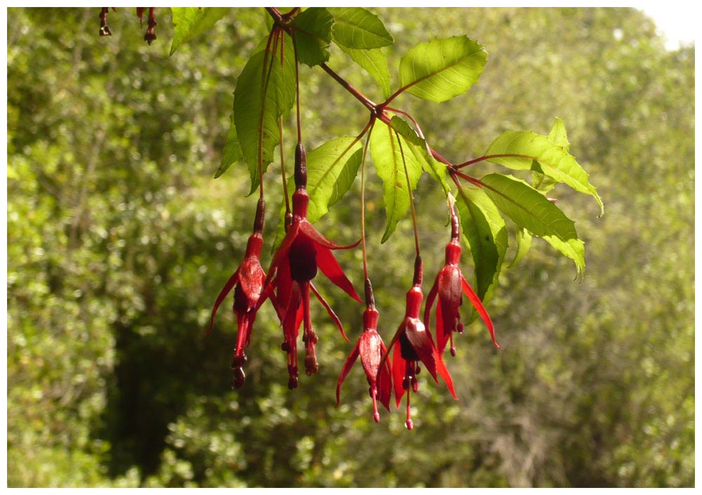 Fuchsia magellanica, Chilco