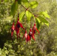 Fuchsia magellanica, Chilco