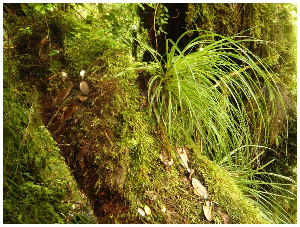 Urwald bei Cochamó