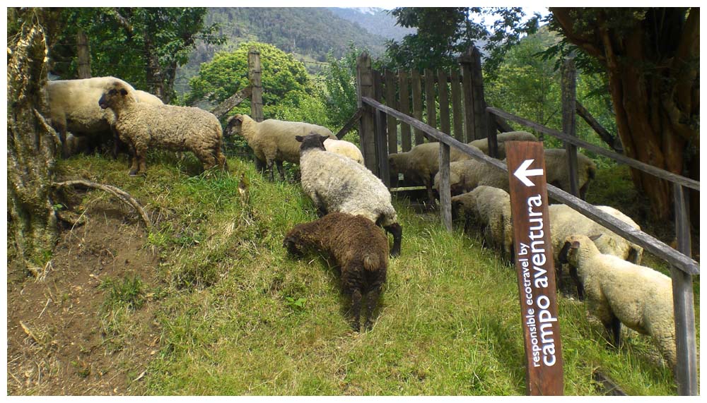 Schafe in Cochamó