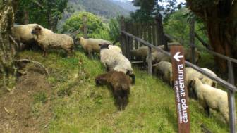 Cochamó. Schafe beim Abenteuercamp