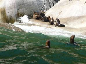 Lobos Marinos, Seelöwen bei Caleta La Arena