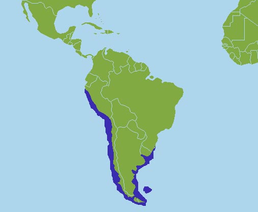 Karte, Verbreitungsgebiet der Mähnenrobben in Südamerika