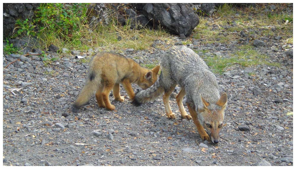 Graufuchs mit Nachwuchs bei der Laguna Verde beim Lago Llanquihue