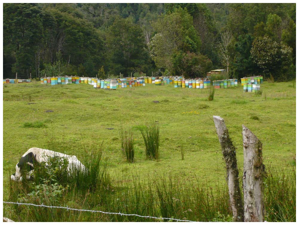 Bienenstöcke am Weg in den Parque Nacional Alerce Andino