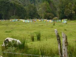 Bienenstöcke beim Alerce-Andino-Nationalpark