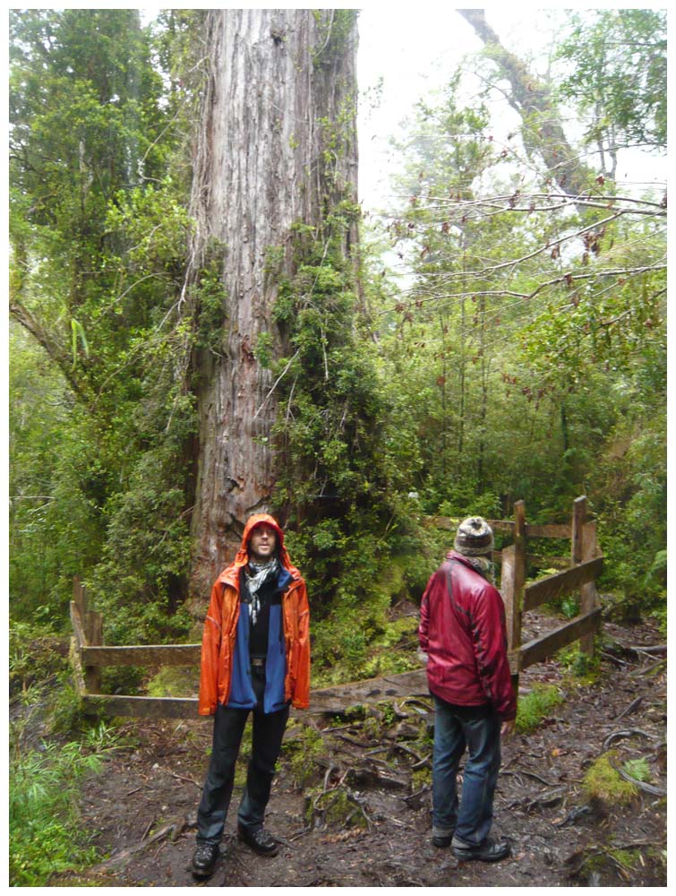 Alerce im Parque Nacional Alerce Andino, Fitzroya cupressoides