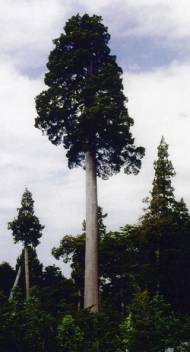 Alerce (Fitzroya cupressoides) 