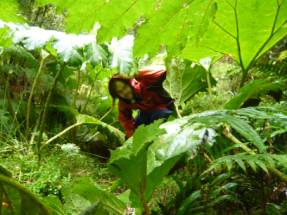 Nalca, Gunnera tinctoria