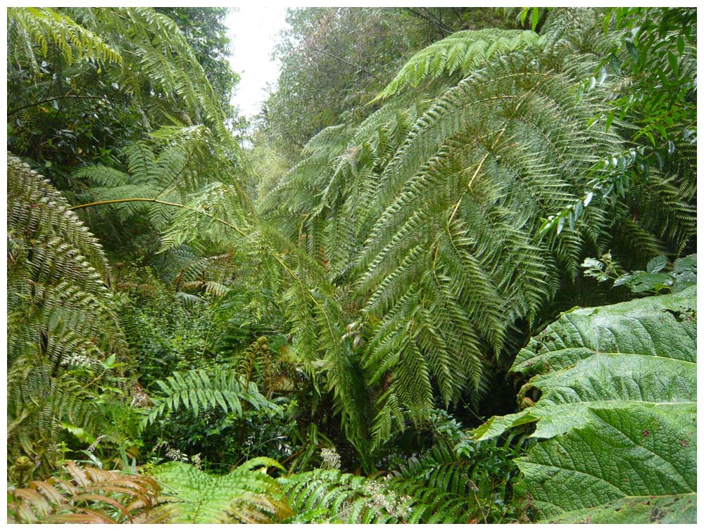 Palmita (Lophosoria quadripinnata) und Costilla de Vaca (Blechnum chilense) 