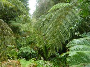 Riesige Farne im Regenwald des Alerce Andino Nationalparks