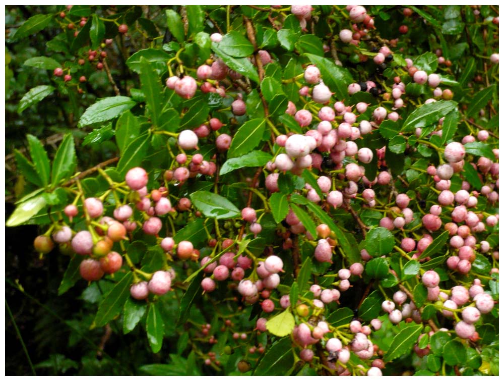 Beeren im NP Alerce Andino