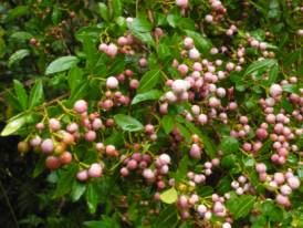 Beeren im Parque Nacional Alerce Andino