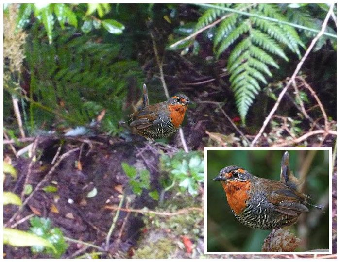 Chucao - Scelorchilus rubecula