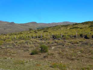 Pampa wenige Kilometer vor Bariloche