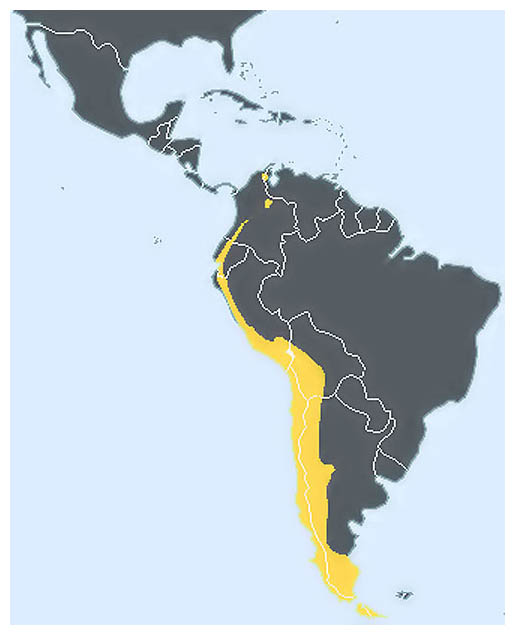 Verbreitungsgebiet des Andenkondors