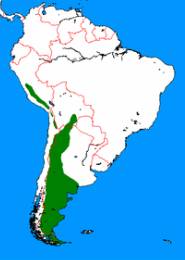 Guanakos Verbreitungsgebiet