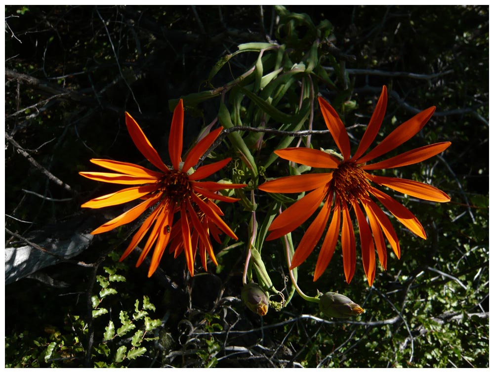 Mutisia Naranja, das Symbol Patagoniens