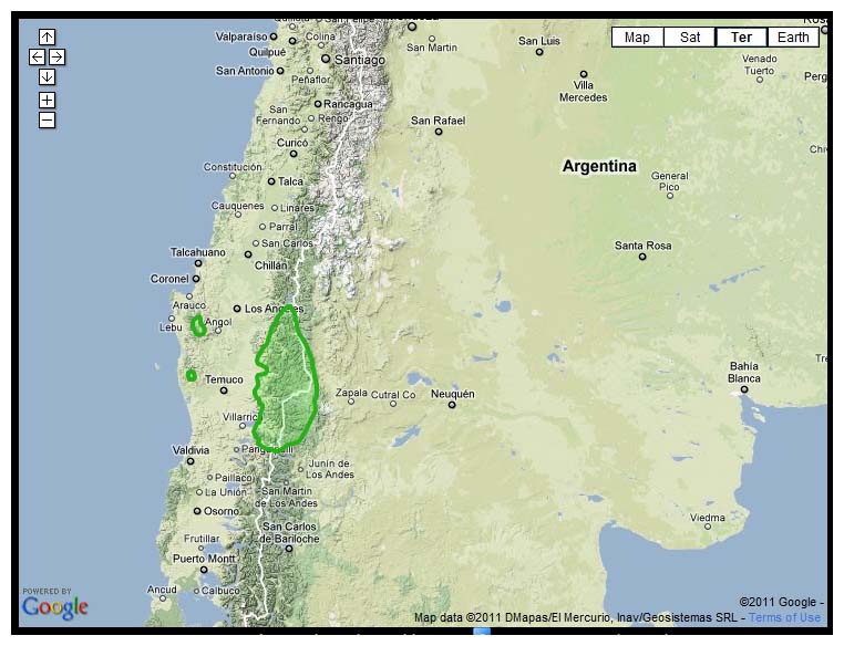Verbreitung der Araukarie in Chile u. Argentinien