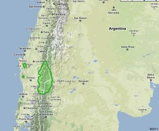 Verbreitung der Araukarien in Chile u. Argentinien