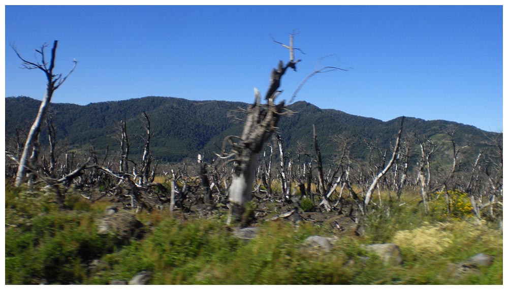 Verbrannter Araukarienwald beim Paso Mamuil Malal