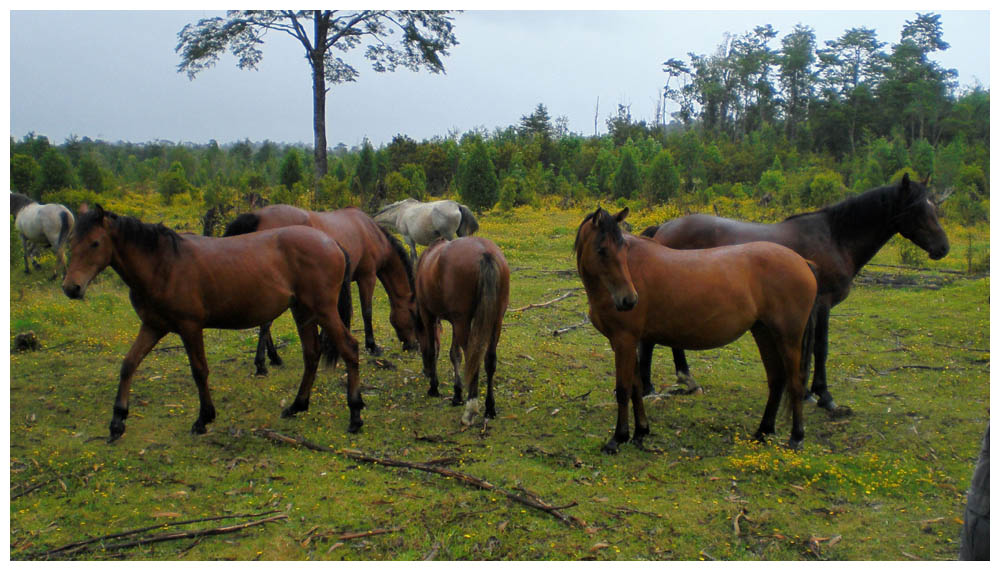Heinz´ Pferde auf seiner Ranch in Nueva Braunau