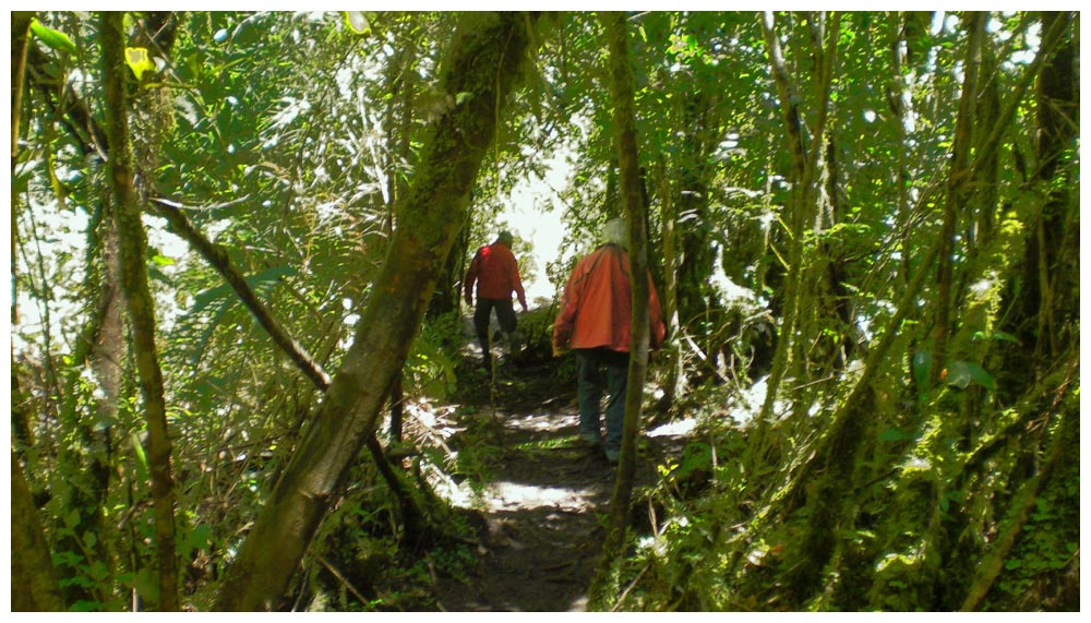 Las Cascadas: Der Weg durch den Urwald zum Wasserfall