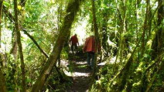 Las Cascadas, Regenwald