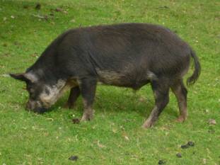 Schwein am Bauernhof bei den Termas de Ralún