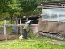 Schweinestall am Bauernhof bei den Termas de Ralún