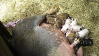 Neugeborene Ferkel am Bauernhof bei den Termas de Ralún