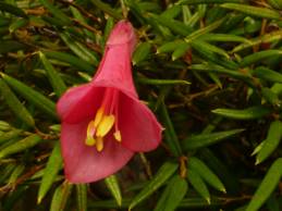 Coicopihue, Philesia magellanica