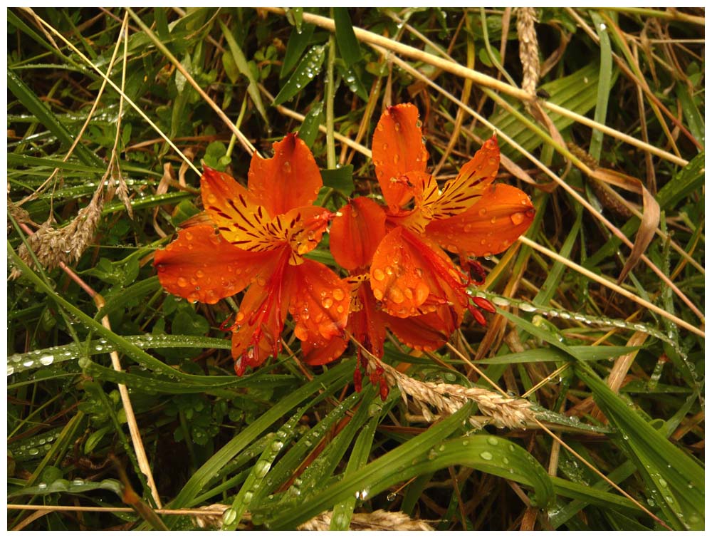  Alstroemeria aurea. Amancay, Liuto