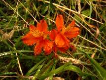 Amancay (Alstroemeria aurea)