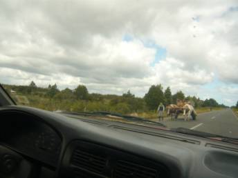 Ochsengespann auf einer Straße in Chile