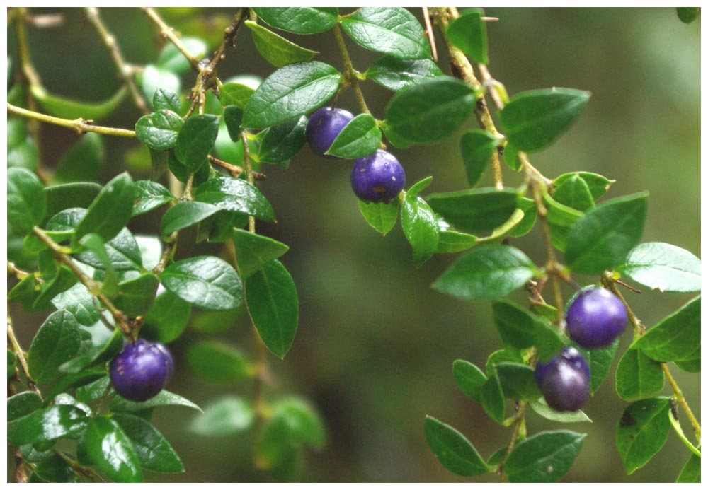 Berberis trigona, Calafate, Michay