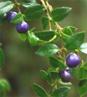 Calafate, Michay, Berberis trigona