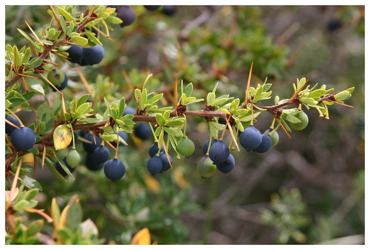 Berberis buxifolia, Calafate, Michay