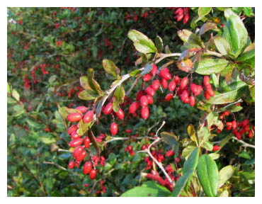 Berberis trigona, Calafate, Michay