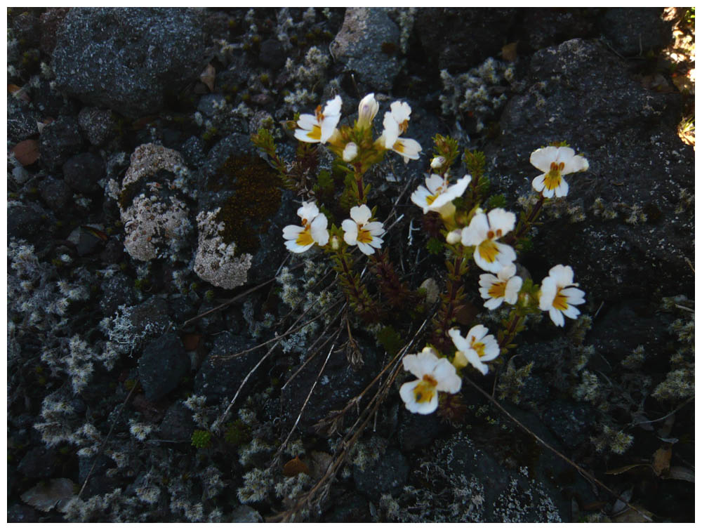 Blumen am Vulkan Osorno (1)