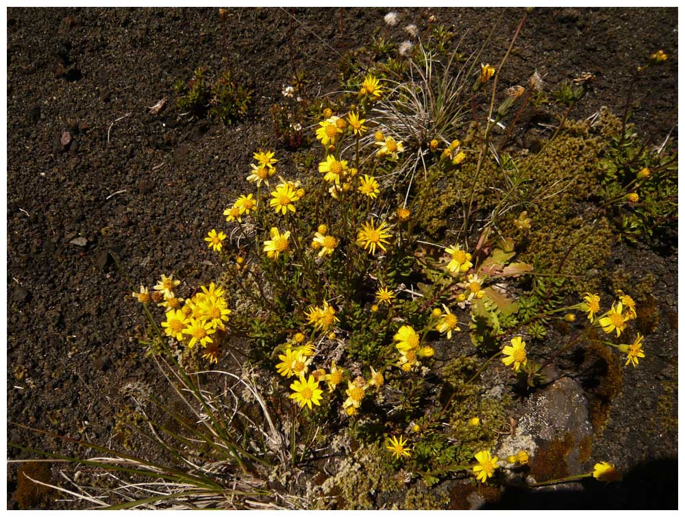 Blumen am Vulkan Osorno (2)