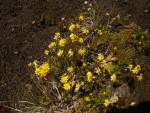 Paso Desolacion, Flora am Vulkan Osorno