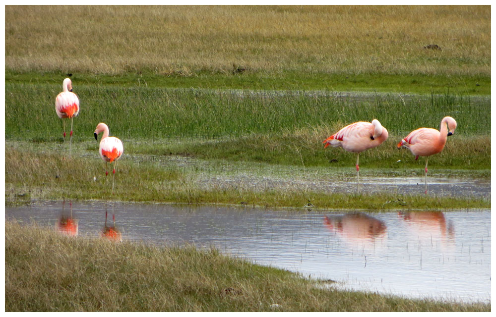 Ruta 40, Flamenco Austral, phoenicopterus chilensis, Chileflamingo